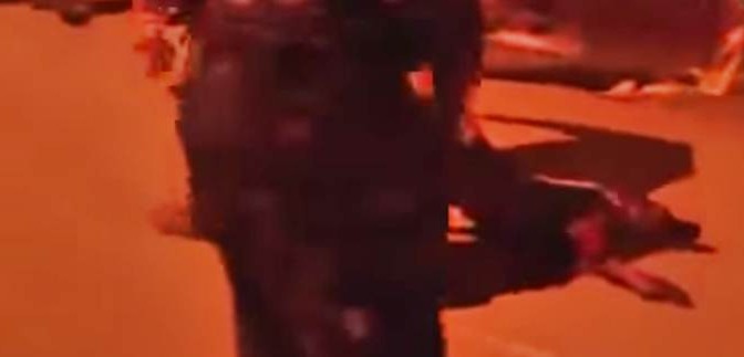 Islamici fanno strage di cani: ridono mentre li abbattono – VIDEO CHOC