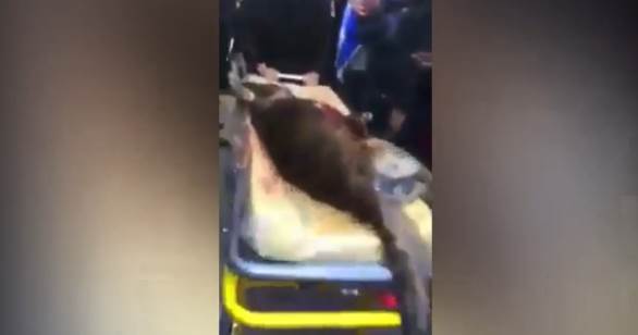 Islamici uccidono cane poliziotto – VIDEO