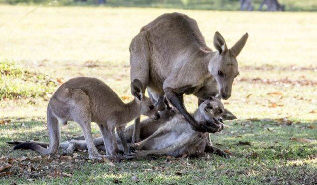 PADRE E FIGLIO DANNO ULTIMO SALUTO ALLA MAMMA CANGURO