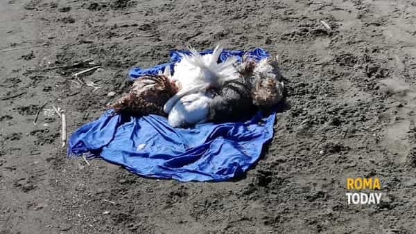 Riti voodoo sulla spiaggia di Ostia: animali sgozzati – FOTO