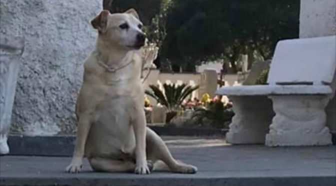 Morta la cagnolina Nicoletta, per 10 anni ha vegliato il padrone morto