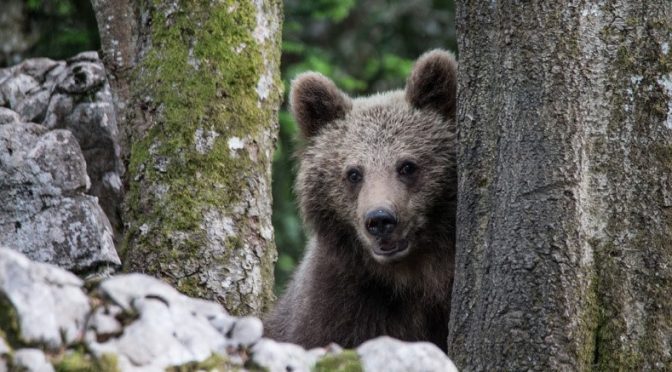 Trentino, l’orso papillon è di nuovo in fuga