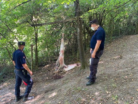 Carabinieri trovano islamici mentre sgozzano animali nel bosco